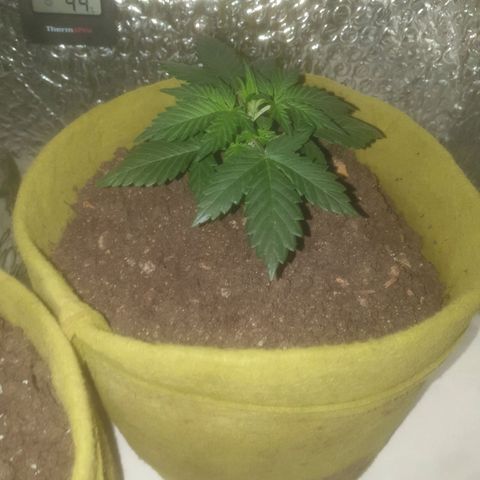 Auto-Bluedream growlog timeline photo