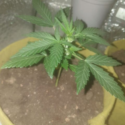 Auto-Bluedream growlog timeline photo