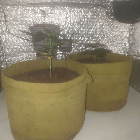 Auto-Bluedream growlog timeline photo