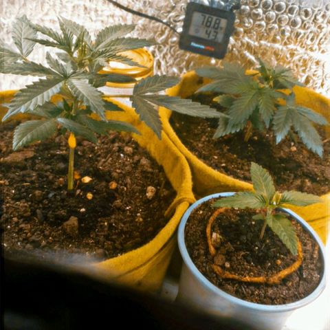 Auto-Bluedream growlog timeline photo