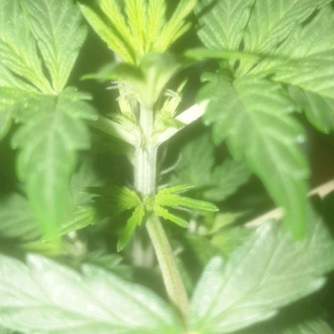 Auto-Bluedream growlog timeline photo