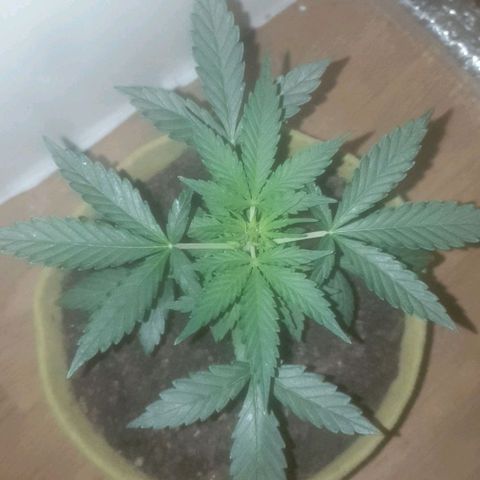 Auto-Bluedream growlog timeline photo