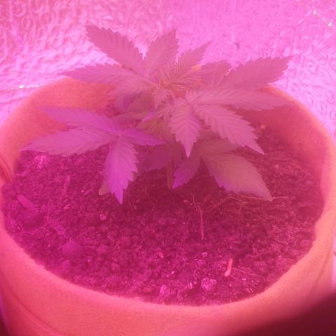 Auto-Bluedream growlog timeline photo