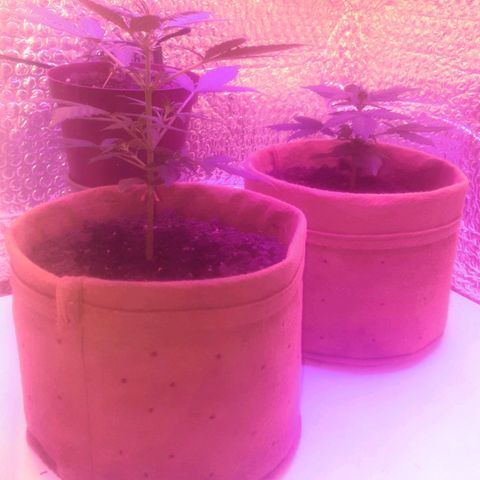 Auto-Bluedream growlog timeline photo