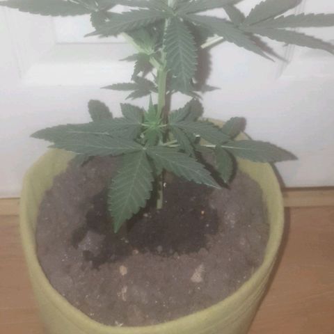 Auto-Bluedream growlog timeline photo