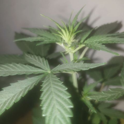 Auto-Bluedream growlog timeline photo