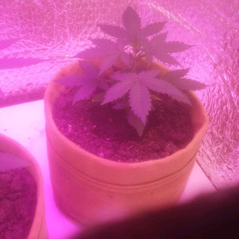 Auto-Bluedream growlog timeline photo