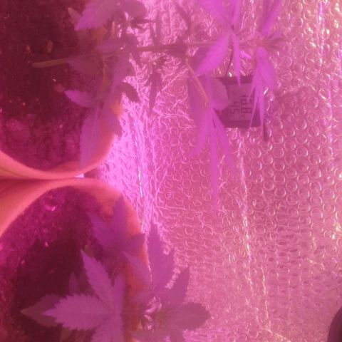 Auto-Bluedream growlog timeline photo