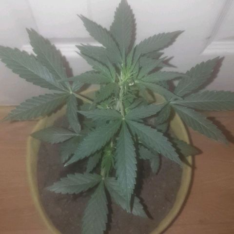 Auto-Bluedream growlog timeline photo
