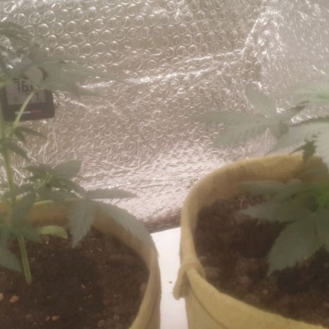 Auto-Bluedream growlog timeline photo