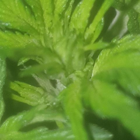 Auto-Bluedream growlog timeline photo