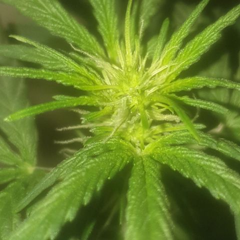 Auto-Bluedream growlog timeline photo