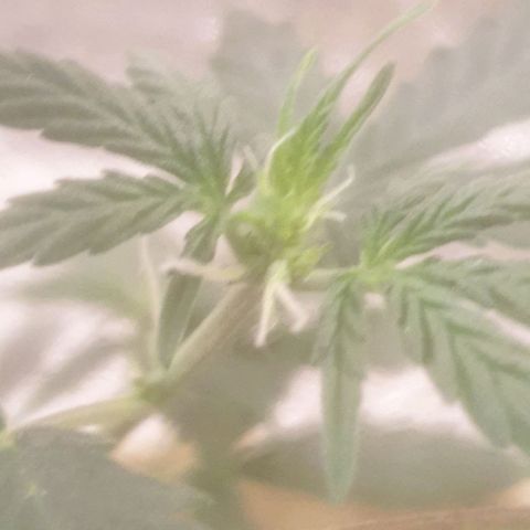 Auto-Bluedream growlog timeline photo