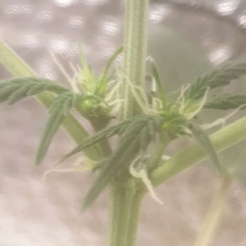 Auto-Bluedream growlog timeline photo