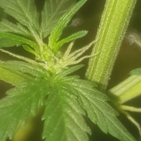 Auto-Bluedream growlog timeline photo