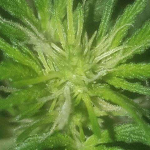 Auto-Bluedream growlog timeline photo