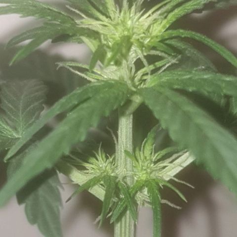 Auto-Bluedream growlog timeline photo