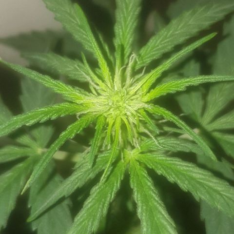Auto-Bluedream growlog timeline photo
