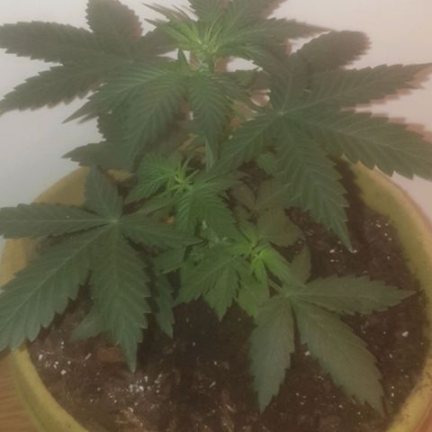 Auto-Bluedream growlog timeline photo