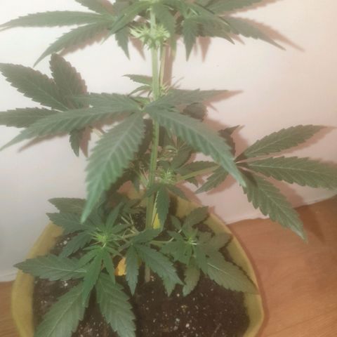 Auto-Bluedream growlog timeline photo