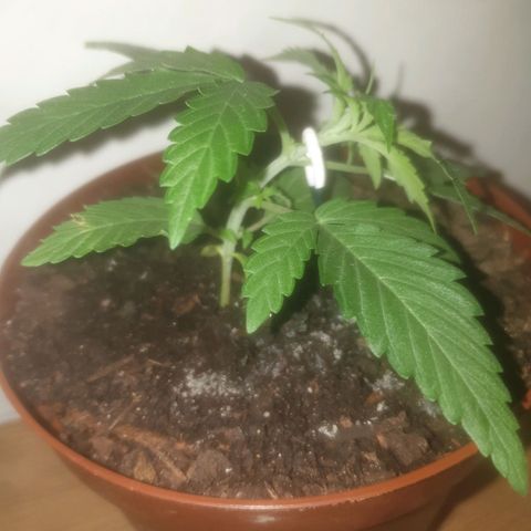 AutoBlueDream LST growlog photo: Training 