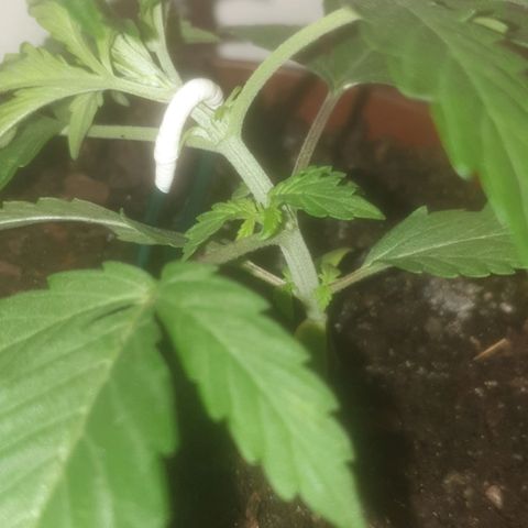 AutoBlueDream LST growlog photo: Training 
