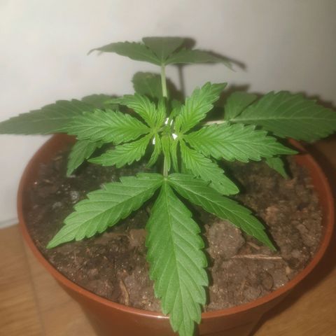 AutoBlueDream LST growlog photo: Training 