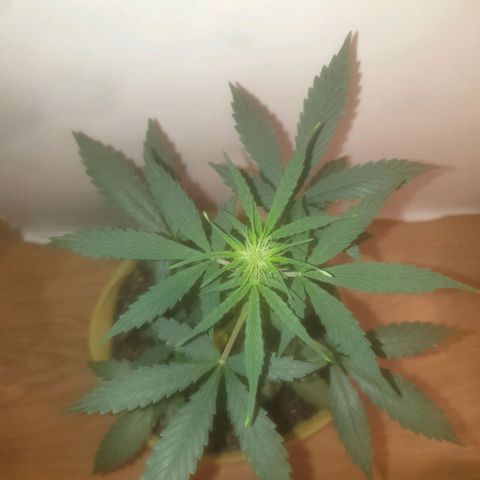 Auto-Bluedream growlog photo: #1 