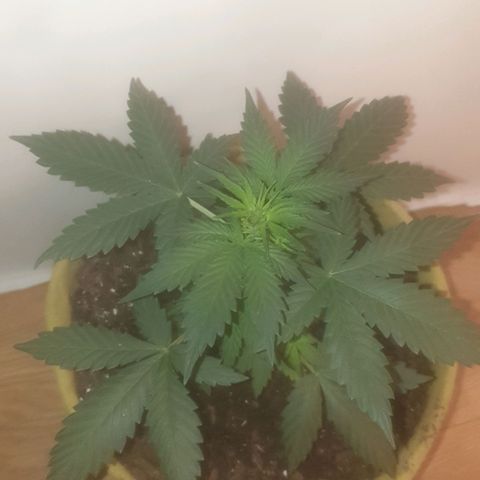 Auto-Bluedream growlog photo: #2