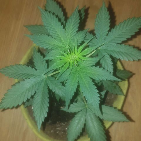 Auto-Bluedream growlog timeline photo
