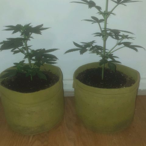 Auto-Bluedream growlog timeline photo