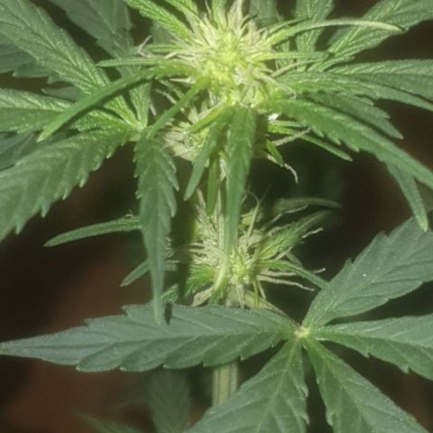 Auto-Bluedream growlog timeline photo