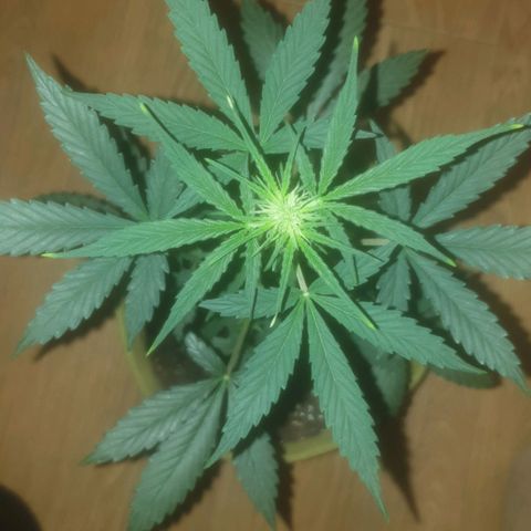 Auto-Bluedream growlog timeline photo