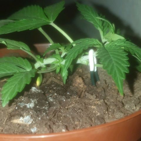 AutoBlueDream LST growlog timeline photo