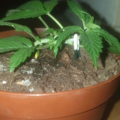 AutoBlueDream LST growlog timeline photo
