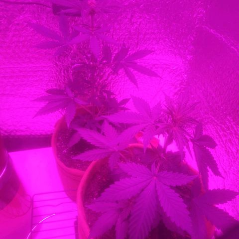 Auto-Bluedream growlog timeline photo