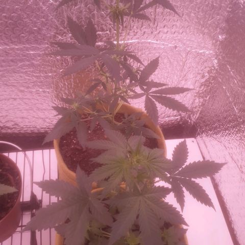 Auto-Bluedream growlog timeline photo