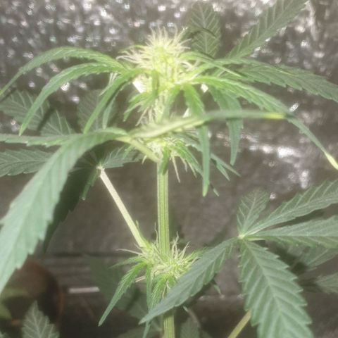 Auto-Bluedream growlog timeline photo