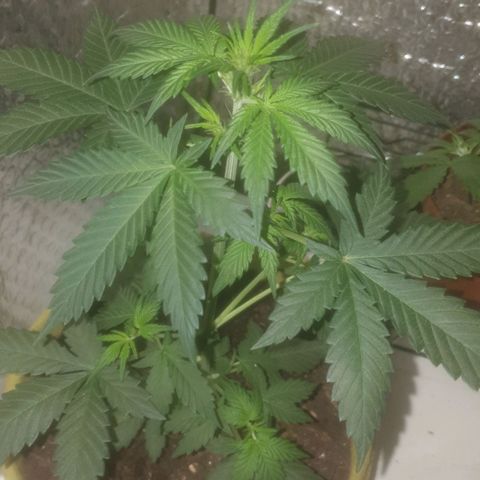 Auto-Bluedream growlog timeline photo