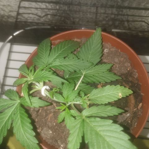 AutoBlueDream LST growlog timeline photo