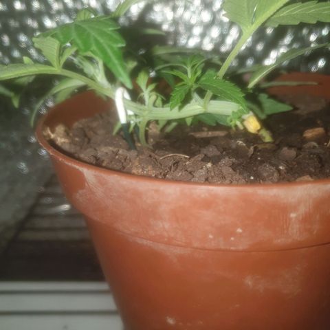 AutoBlueDream LST growlog timeline photo