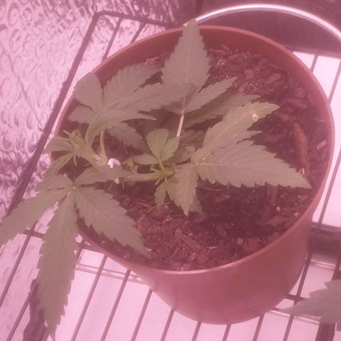 AutoBlueDream LST growlog timeline photo