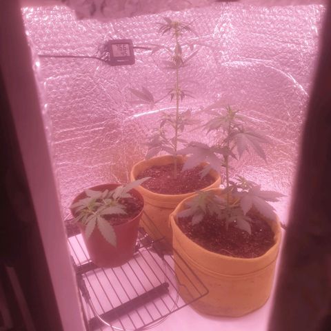 Auto-Bluedream growlog timeline photo