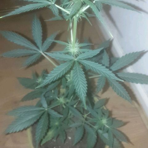 Auto-Bluedream growlog timeline photo