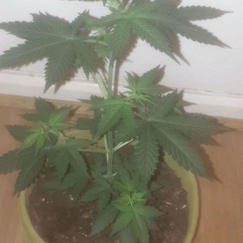 Auto-Bluedream growlog timeline photo