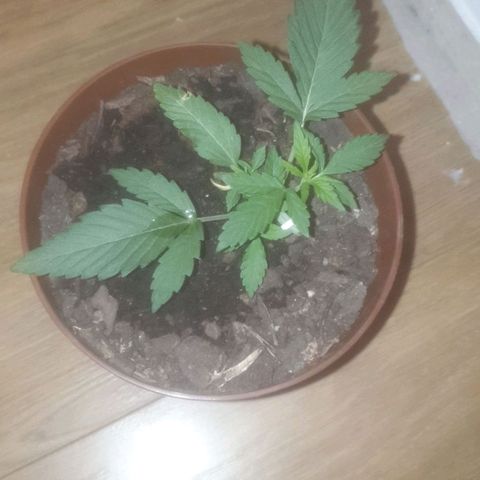 AutoBlueDream LST growlog photo: Unfortunately snapped but will see what the out come will be