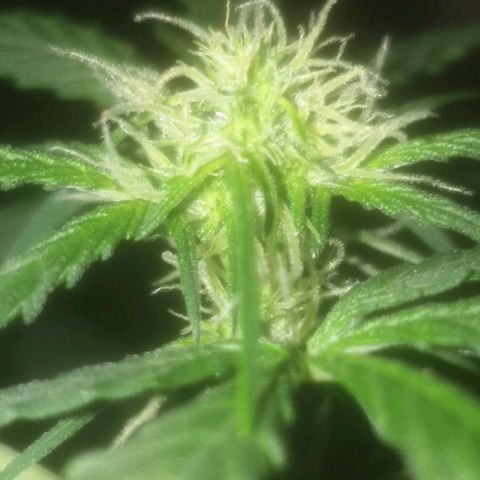 Auto-Bluedream growlog timeline photo