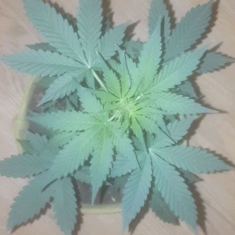 Auto-Bluedream growlog timeline photo