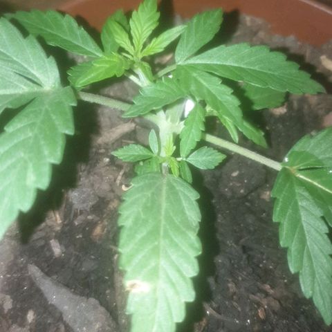 AutoBlueDream LST growlog timeline photo