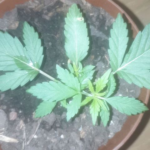 AutoBlueDream LST growlog timeline photo